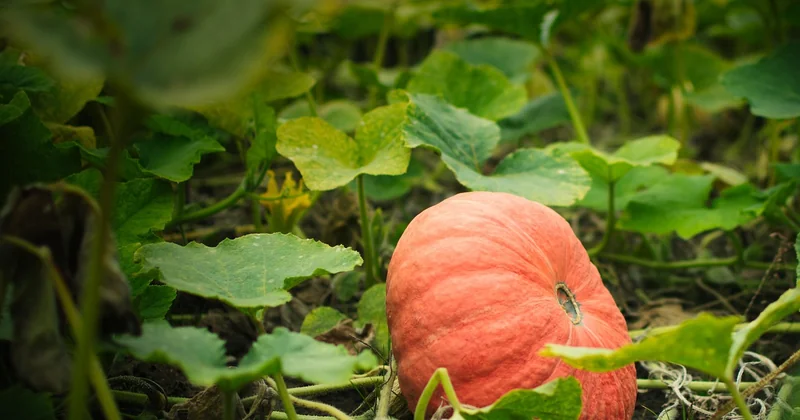 Recettes de légumes camouflés qui marchent vraiment