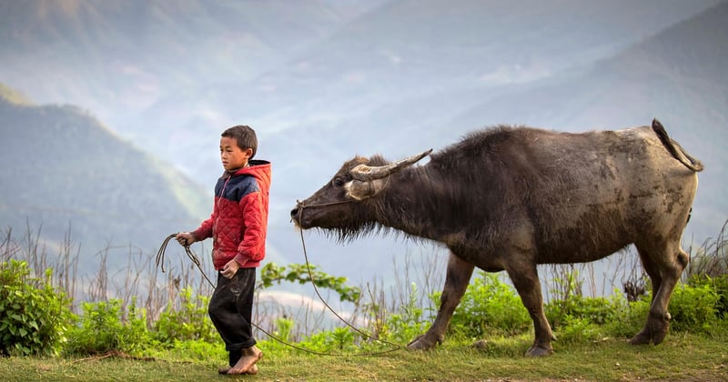Choisir un premier animal pour un enfant de six ans : nos conseils pour bien débuter