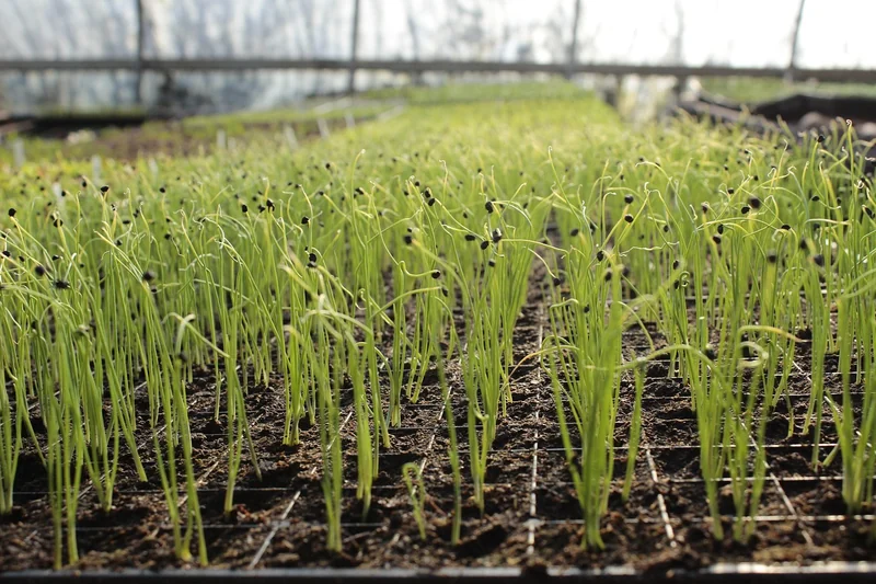 Quels légumes verts donner à un bébé ? Ma liste testée